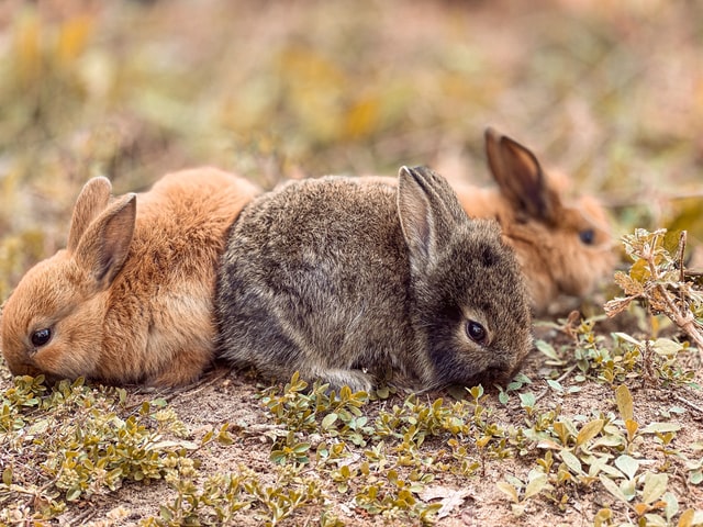 Will Rabbits Eat Rat Poison Rabbits Life