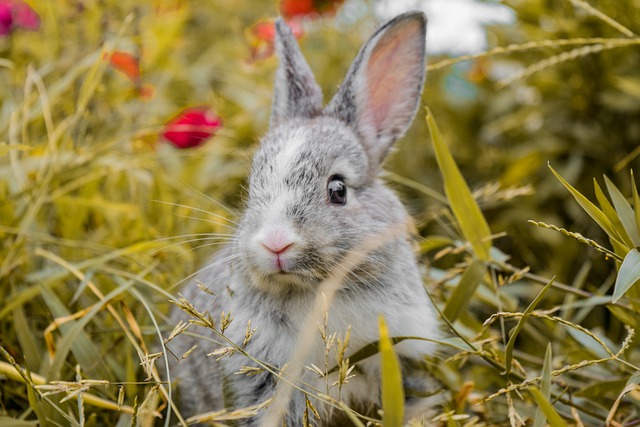 Outdoor rabbits shop