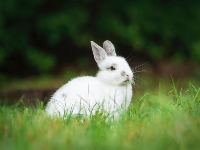 Stunningly Rare Albino Animals -  Albino rabbit