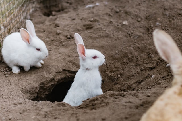 Albino 2024 bunny rabbit