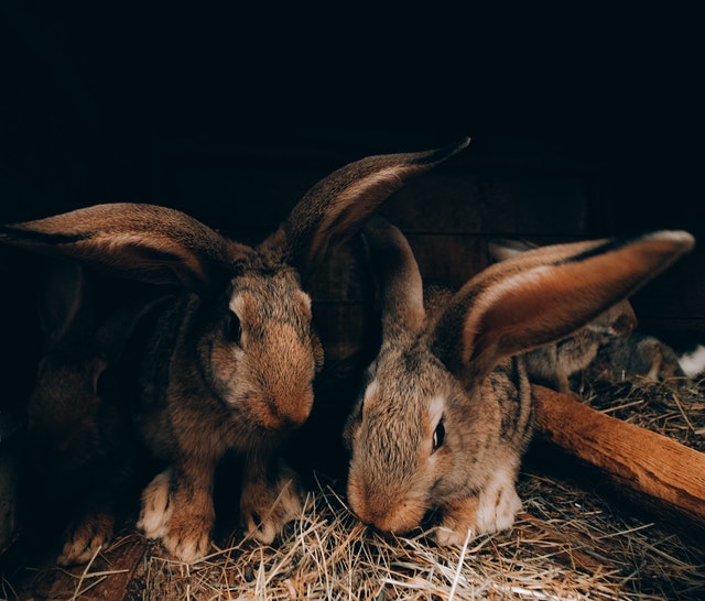 are rabbits nocturnal eaters