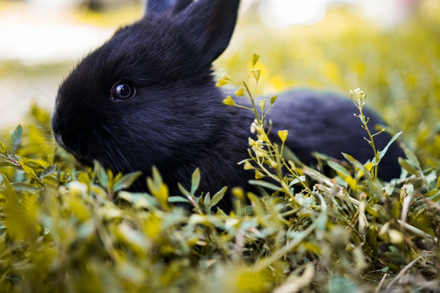 are rabbits nocturnal eaters