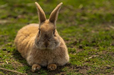 Are Rabbits Omnivores? - Rabbits Life