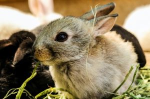 Poisoning in Rabbits