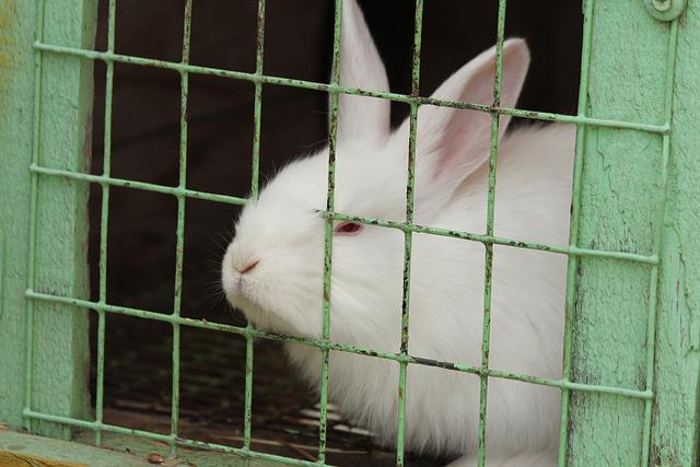 Poisoning in Rabbits