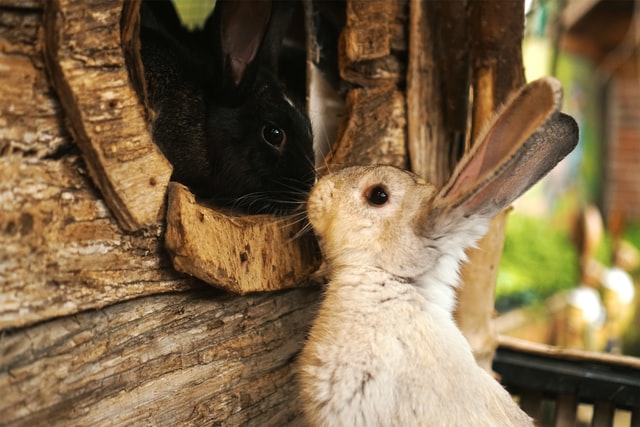 Two female best sale rabbits fighting