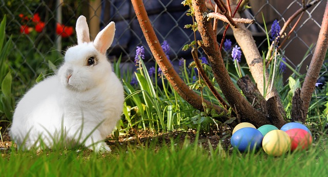 I conigli giocano