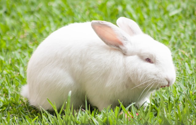 why-do-white-rabbits-have-red-eyes-rabbits-life