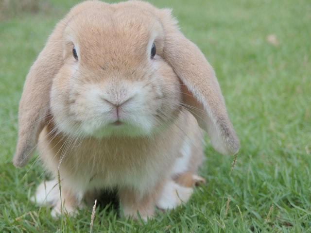 Perché i conigli Thump