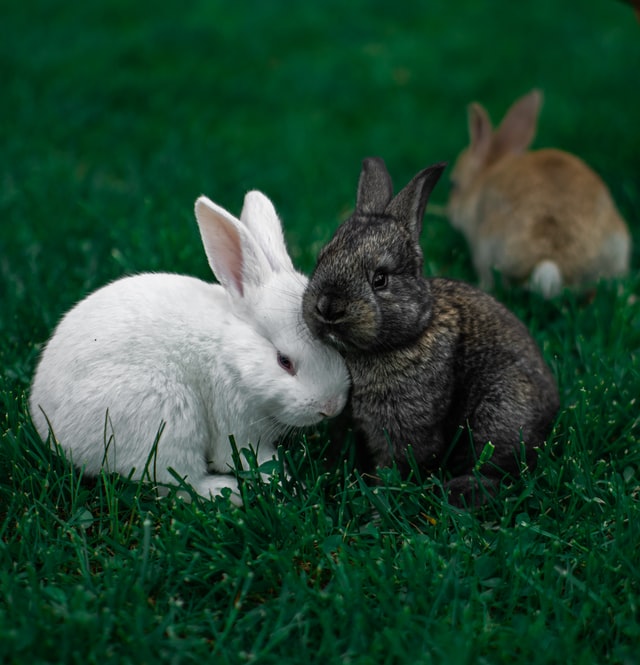 Perché i conigli Thump