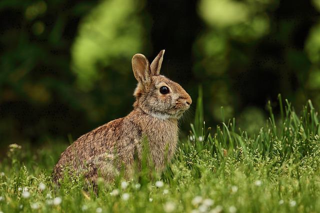 what do baby wild rabbits eat