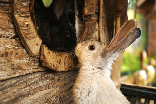 Conigli di razza