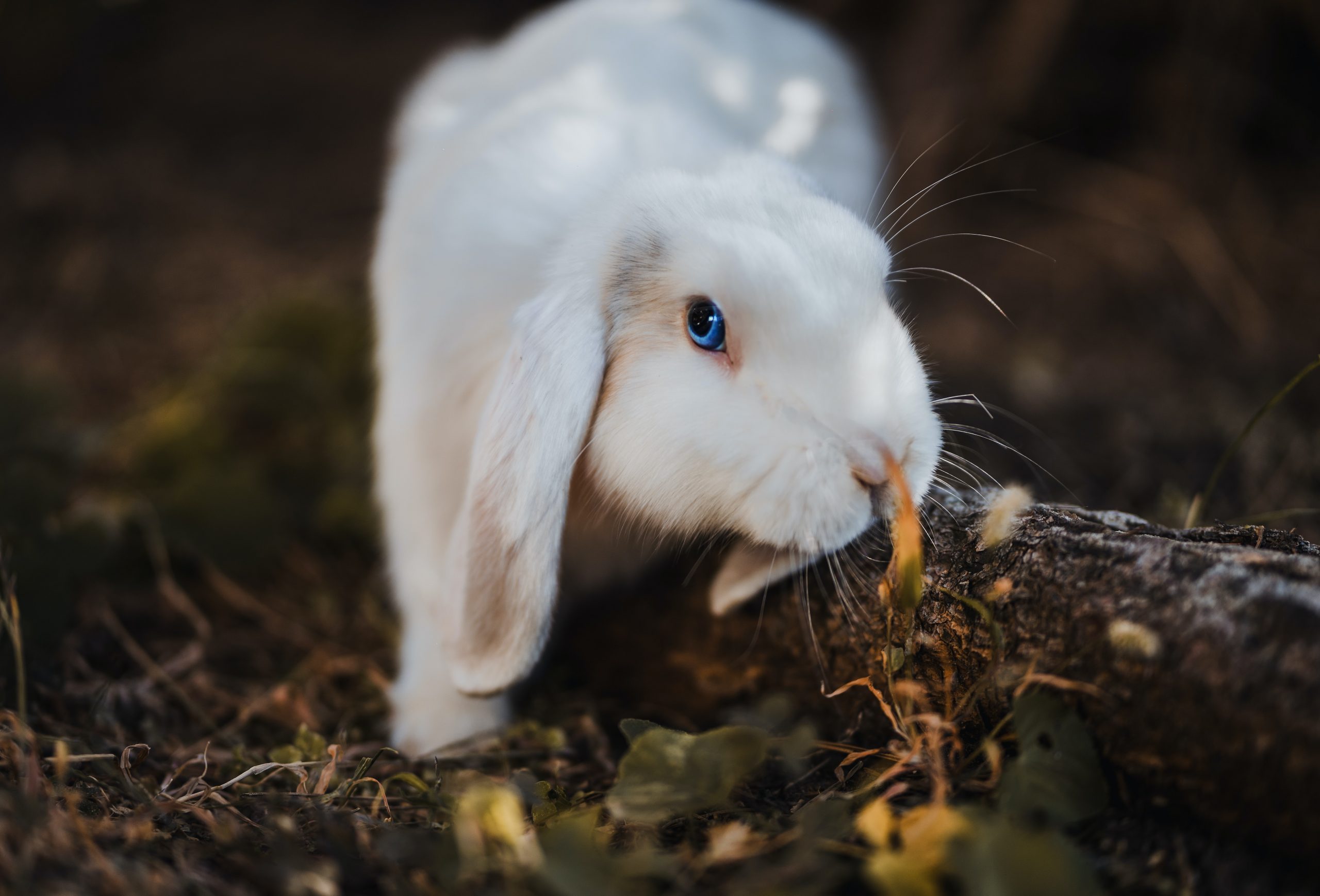 Can Baby Rabbits Drink Water - Rabbits Life