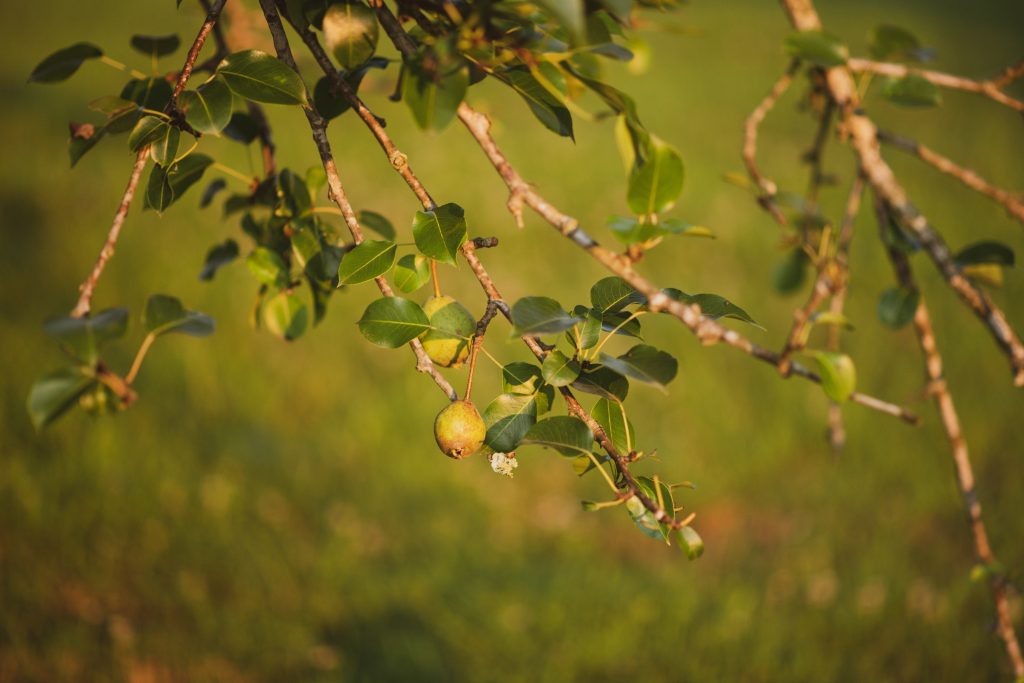 Pear Tree