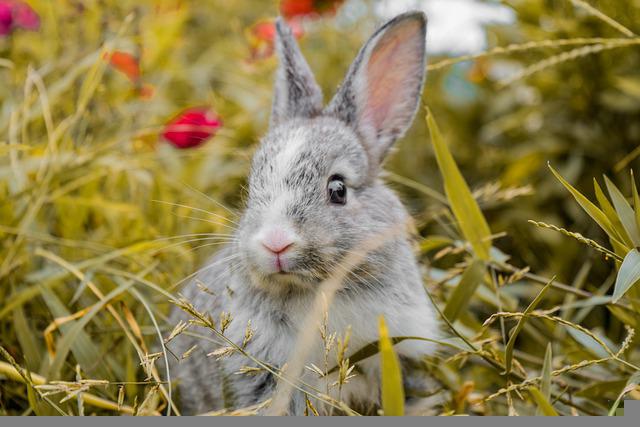 Rabbits - Ear mites - Treatment 