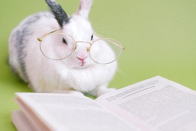 Rabbits Smart