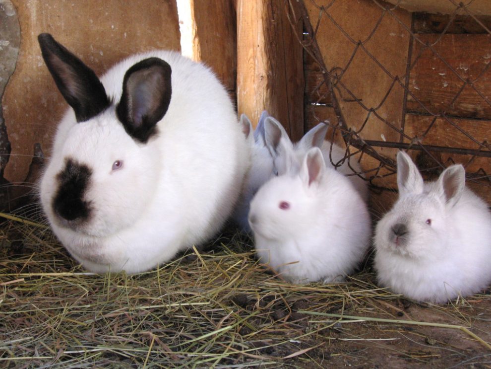 Best Outdoor Rabbit Breeds Rabbits Life