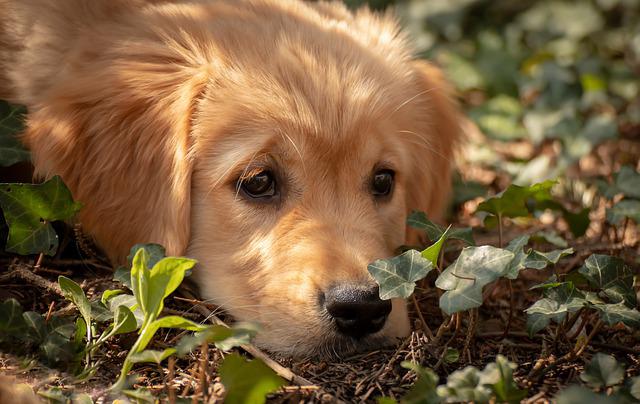 can rabbits make dogs sick