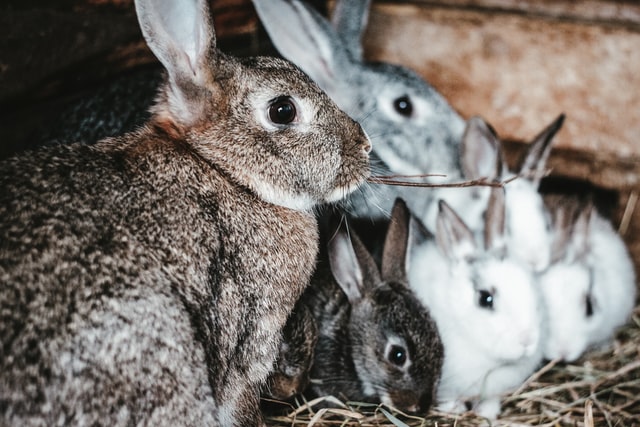 can rabbits play with dogs