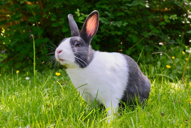 Best outdoor pet rabbits hotsell