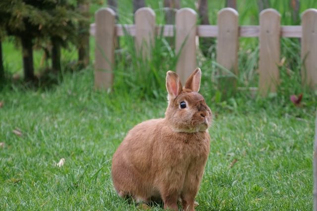 What Do Wild Rabbits Eat? - Rabbits Life