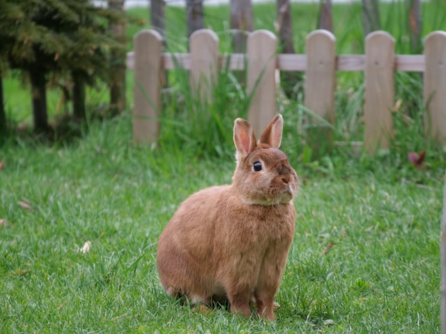 Rabbits Herbivores