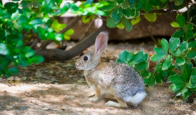 can rabbits make dogs sick