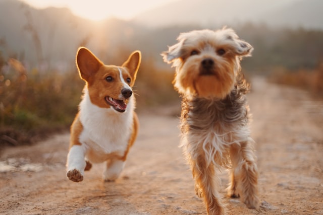 can rabbits make dogs sick