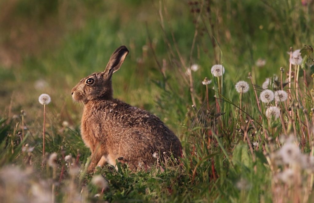 Wild Rabbits In The Winter