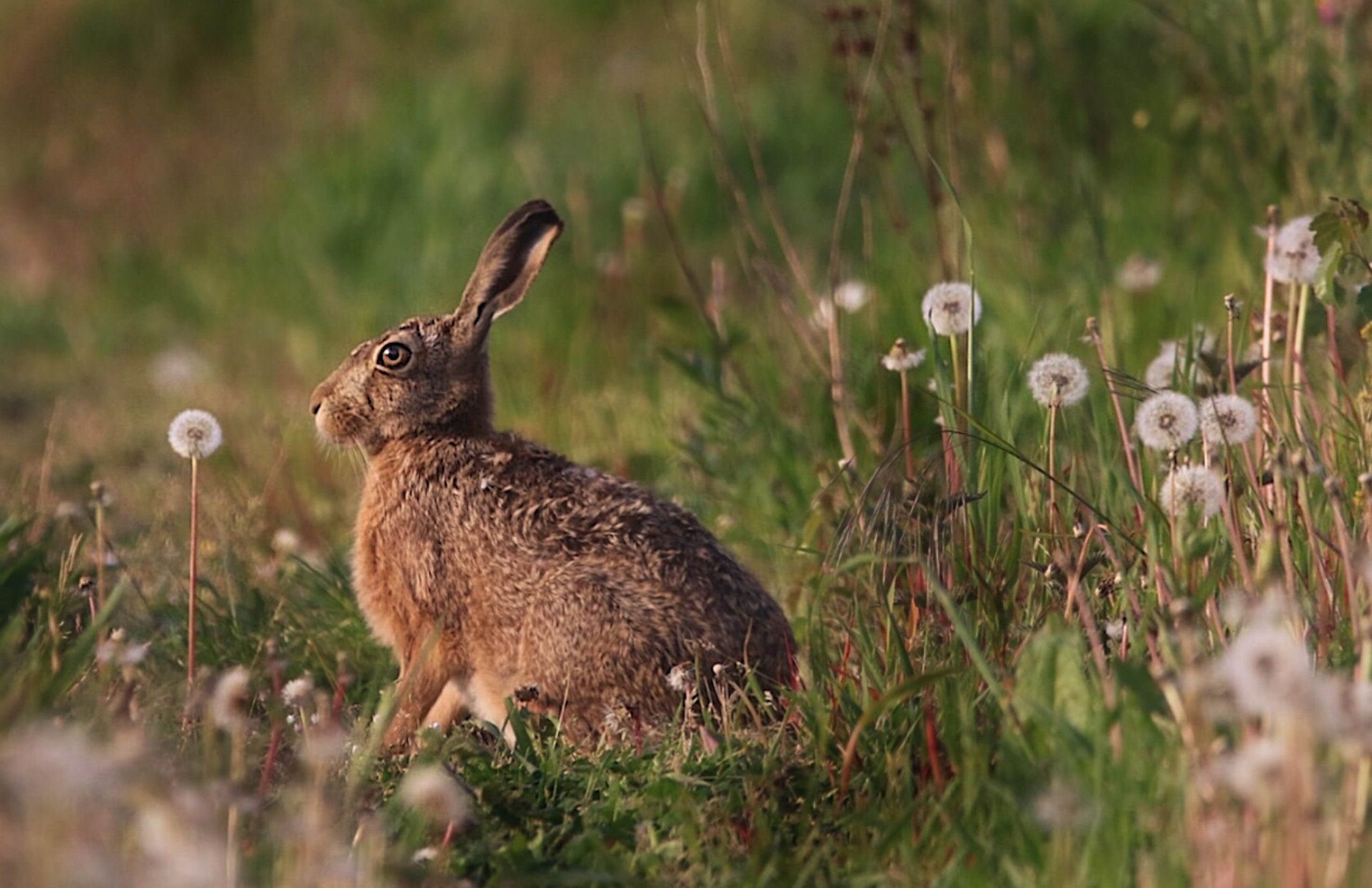 How Do Rabbits Stay Dry In The Rain