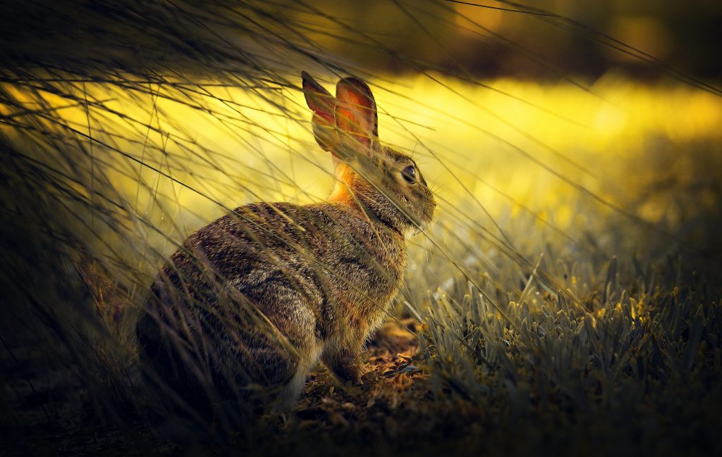 Wild Rabbits In The Winter