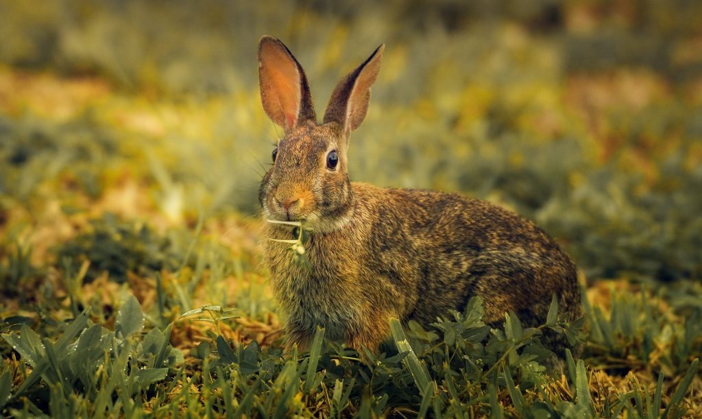 Wild Rabbits In The Winter