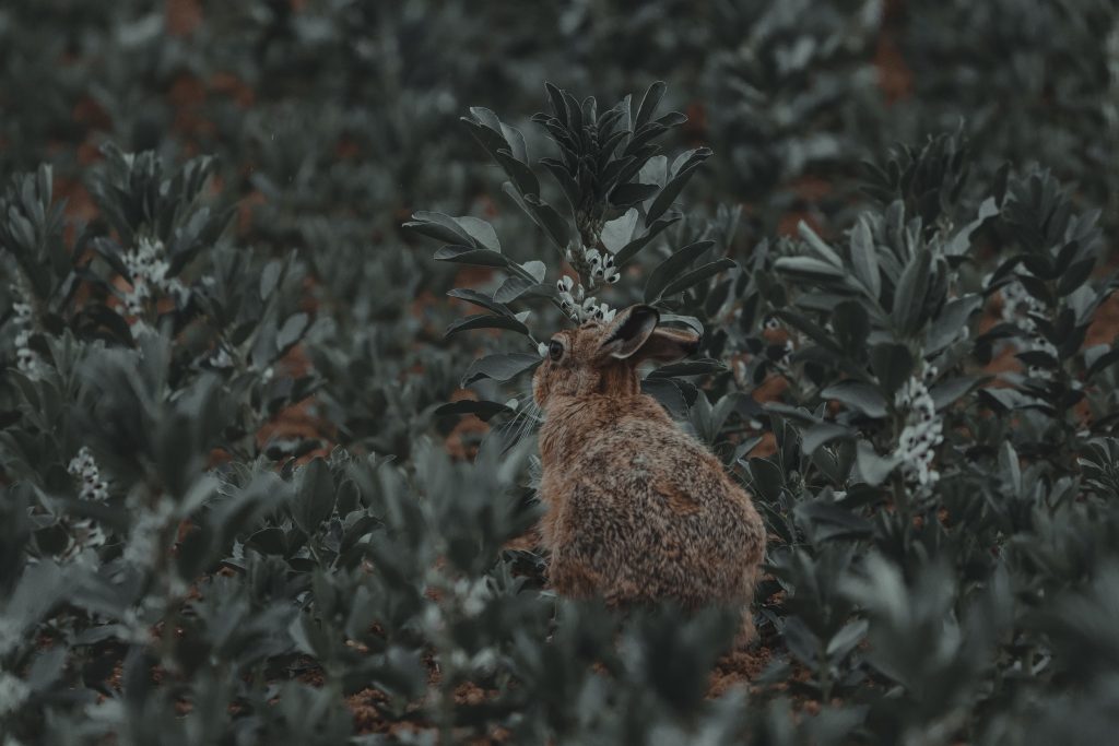 Wild Rabbits In The Winter