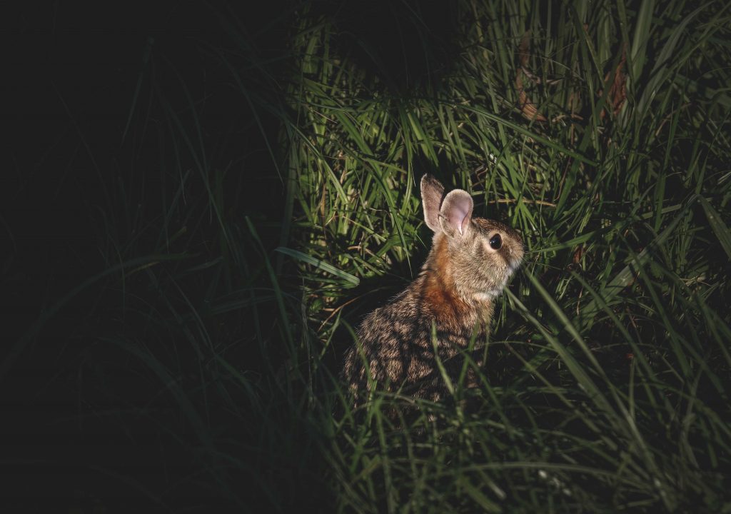 Wild Rabbits In The Winter