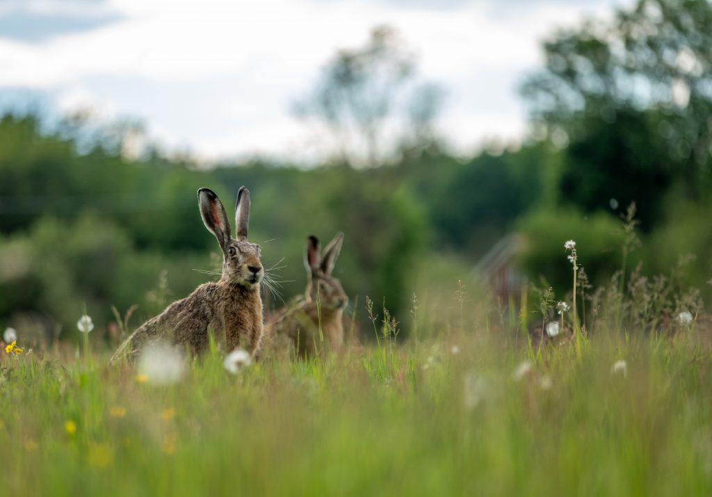 Wild Rabbits In The Winter