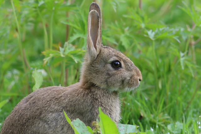 can a rabbit make a dog sick