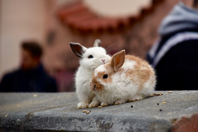 can a rabbit make a dog sick