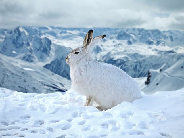 Food for hot sale rabbits in winter