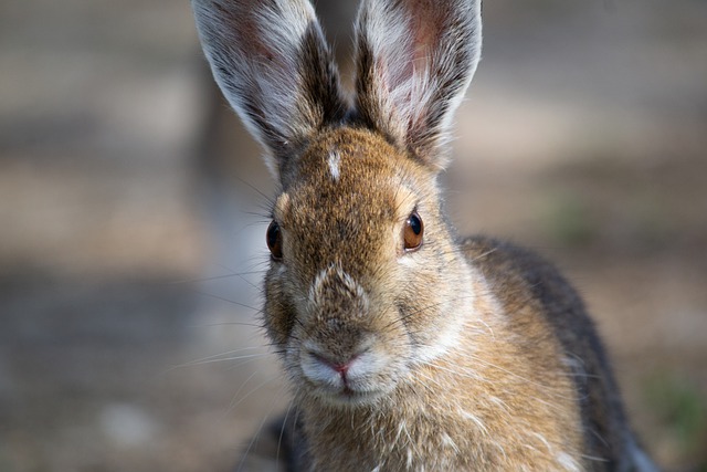 Best food for rabbits in winter hotsell