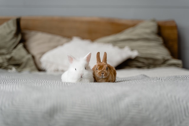 Do rabbits need sales bedding