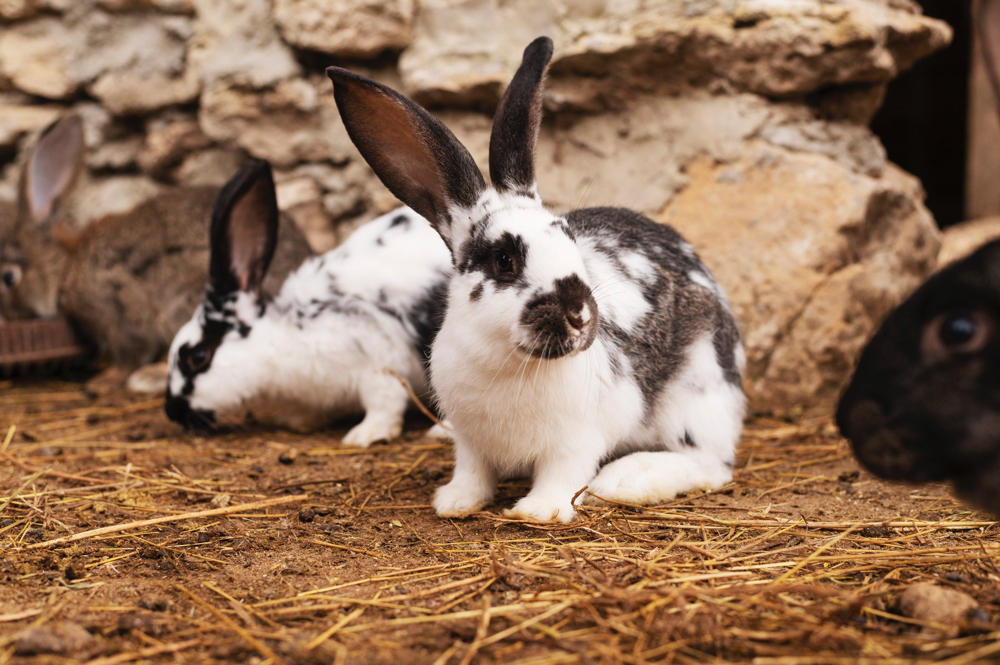 rabbits digging holes