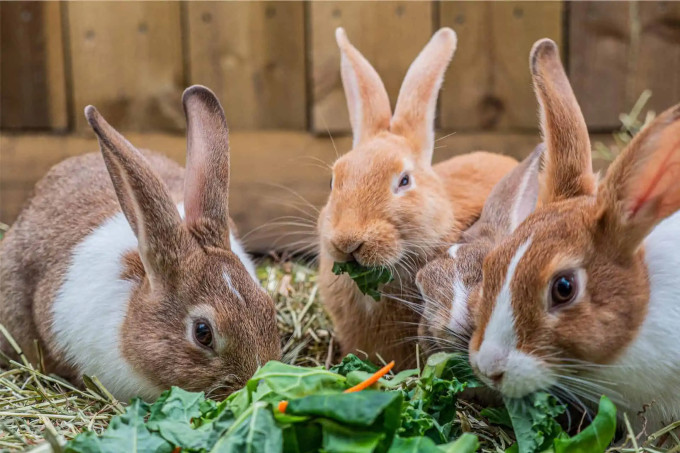 Ear Infections in Rabbits