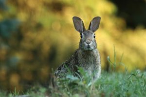 17 Ways to Help Wild Rabbits in Winter