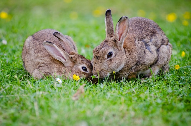 Wild rabbit clearance feeder