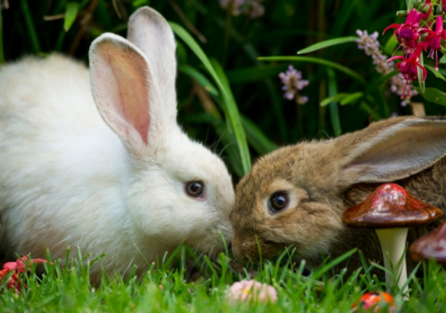 17 Ways to Help Wild Rabbits in Winter10