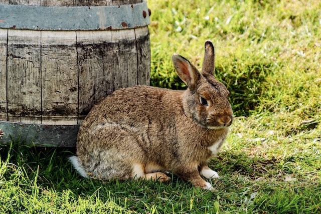 Feeding wild rabbits in winter sale