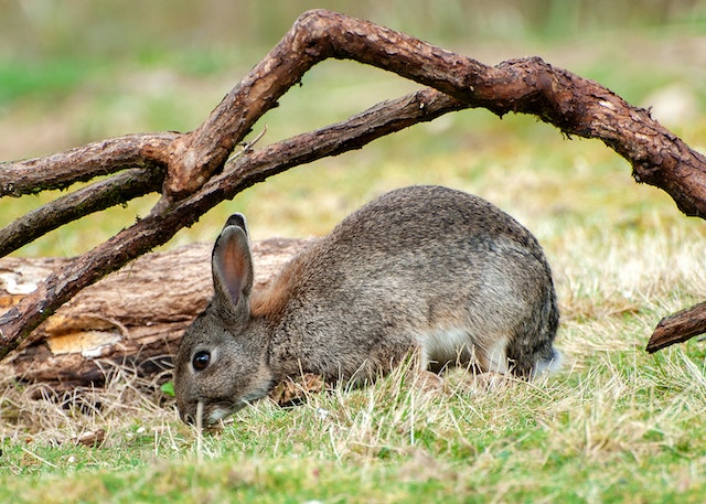 Feeding wild rabbits in winter hotsell