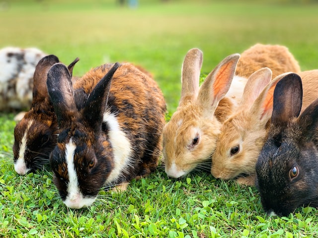 17 Ways to Help Wild Rabbits in Winter Rabbits Life