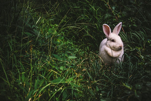 17 Ways to Help Wild Rabbits in Winter7