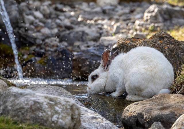 17 Ways to Help Wild Rabbits in Winter8